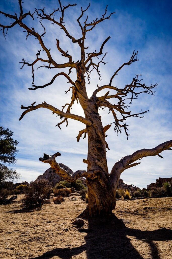 desert, tree, joshua tree