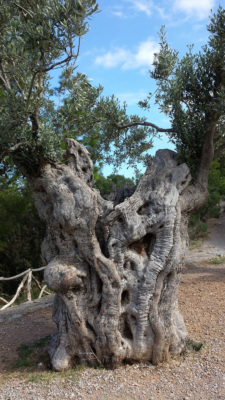 olives, olive tree, nature