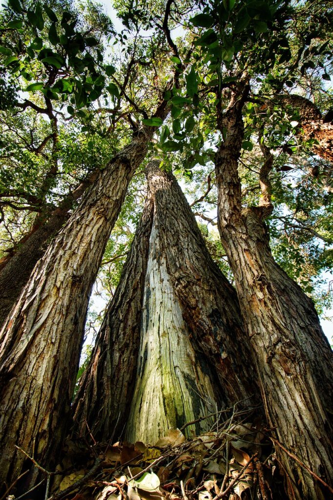 tree, tall, leaves